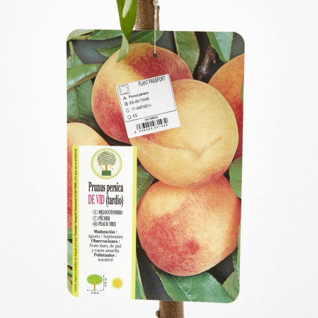 MELOCOTONERO TARDÍO MACETA 10L