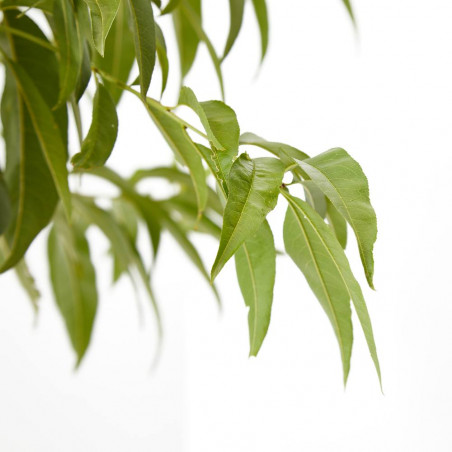 MELOCOTONERO TARDÍO MACETA 10L