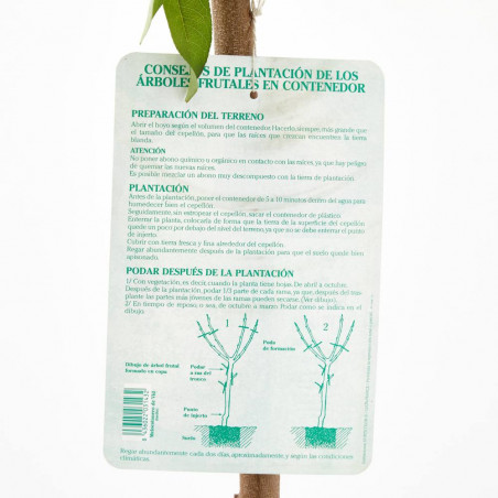 MELOCOTONERO TARDÍO MACETA 10L