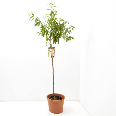 MELOCOTONERO TARDÍO MACETA 10L