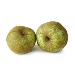 MANZANO REINETA MACETA 10L