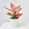 AGLAONEMA EXCLUSIVE MACETA 12CM