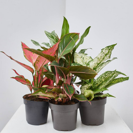 AGLAONEMA EXCLUSIVE MACETA 12CM