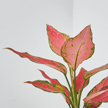 AGLAONEMA EXCLUSIVE MACETA 12CM