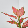 AGLAONEMA EXCLUSIVE MACETA 12CM