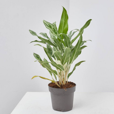 AGLAONEMA EXCLUSIVE MACETA 12CM