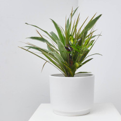 DRACAENA COMPOSICIÓN TARRINA 20CM