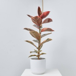 FICUS VARIEDADES MACETA 17CM
