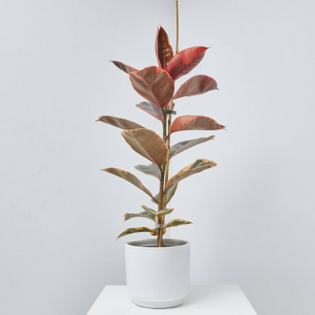 FICUS VARIEDADES MACETA 17CM
