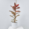 FICUS VARIEDADES MACETA 17CM