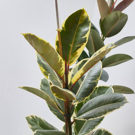 FICUS VARIEDADES MACETA 17CM