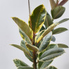 FICUS VARIEDADES MACETA 17CM