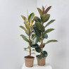 FICUS VARIEDADES MACETA 17CM