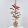 FICUS VARIEDADES MACETA 17CM