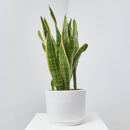 SANSEVIERIA LAURENTTI MACETA 20CM