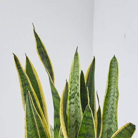SANSEVIERIA LAURENTTI MACETA 20CM