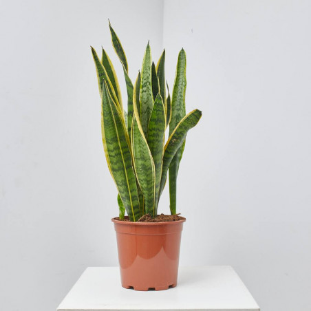 SANSEVIERIA LAURENTTI MACETA 20CM