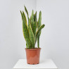 SANSEVIERIA LAURENTTI MACETA 20CM