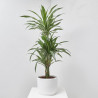 DRACAENA DEREMENSIS MACETA 20CM