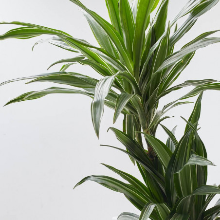 DRACAENA DEREMENSIS MACETA 20CM