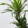 DRACAENA DEREMENSIS MACETA 20CM