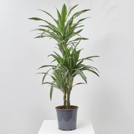 DRACAENA DEREMENSIS MACETA 20CM