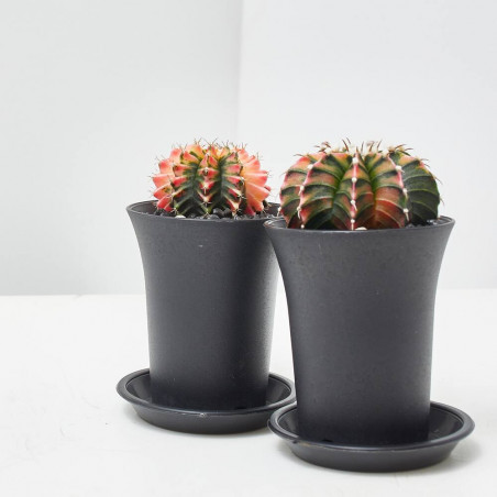 GYMNO CACTUS VARIEGADO MACETA 6.5CM