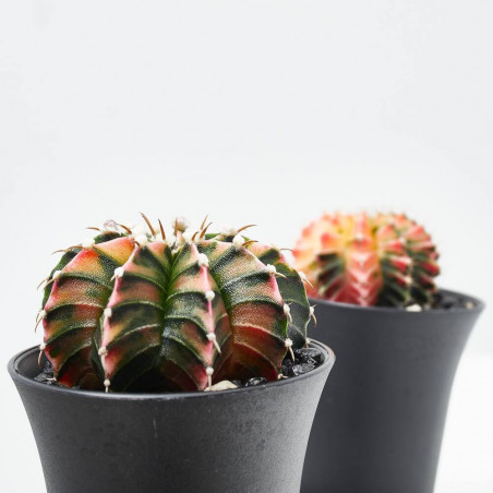 GYMNO CACTUS VARIEGADO MACETA 6.5CM