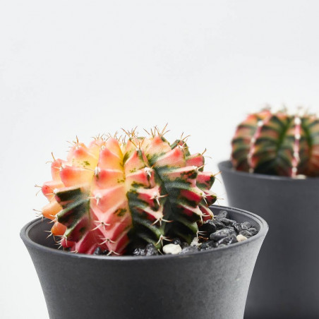 GYMNO CACTUS VARIEGADO MACETA 6.5CM