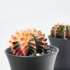 GYMNO CACTUS VARIEGADO MACETA 6.5CM