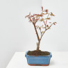 BONSÁI ACER PALMATUM ATROPURPUREUM 7 AÑOS