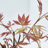 BONSÁI ACER PALMATUM ATROPURPUREUM 7 AÑOS
