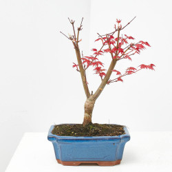 BONSÁI ACER PALMATUM  9 AÑOS