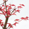 BONSÁI ACER PALMATUM  9 AÑOS