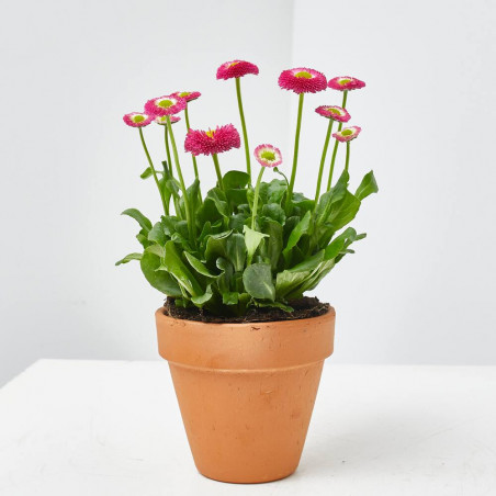 BELLIS MACETA 11CM