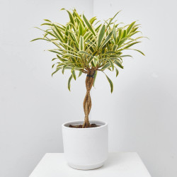 DRACAENA SONG OF INDIA TRENZADA