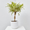 DRACAENA SONG OF INDIA TRENZADA