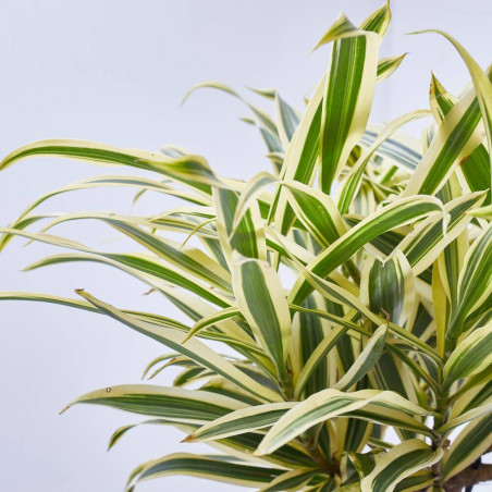 DRACAENA SONG OF INDIA TRENZADA