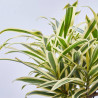 DRACAENA SONG OF INDIA TRENZADA