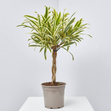 DRACAENA SONG OF INDIA TRENZADA