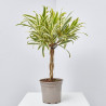 DRACAENA SONG OF INDIA TRENZADA
