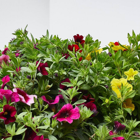 MILLION BELLS JARDINERA 40 CM