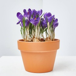 CROCUS TARRINA 16CM