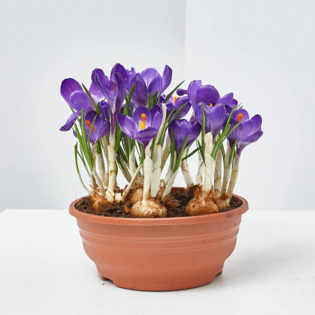 CROCUS TARRINA 16CM