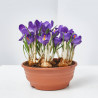 CROCUS TARRINA 16CM