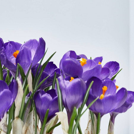 CROCUS TARRINA 16CM