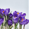 CROCUS TARRINA 16CM