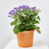 CINERARIA SENETTY 3 LITROS