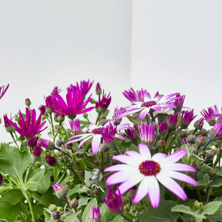 CINERARIA SENETTY 3 LITROS