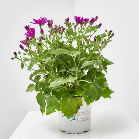 CINERARIA SENETTY 3 LITROS